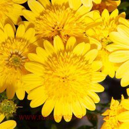  Flower Power 3D Deep Sun 43