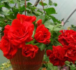 ���������� ������������ Bernardo 370