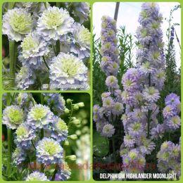  Highlander Moonlight 7