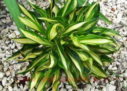  Lakeside Little Tuft 50