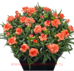  Sunflor Cody 85