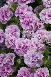  Viva Double Purple Vein 114