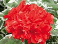  Grandeur &#174; Deco Wilhelm Langguth 53