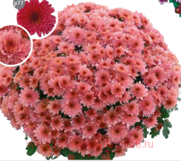 ���������� Sharade saumon 12