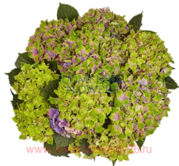   Sweet Lips Purple 96