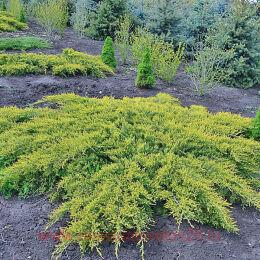 ������������ ������� Pfitzeriana Aurea 8