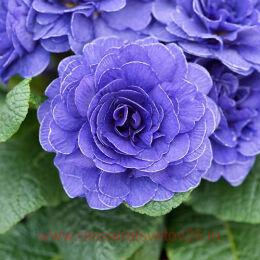  PRIMA BELARINA Blue Champion 19