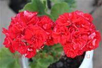 ���������� �������� Edwards Toscana 176