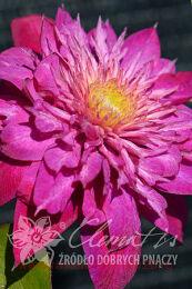  'Kaiser'PBR BLUSHING BRIDESMAID 66