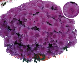 ���������� Suzanna 13