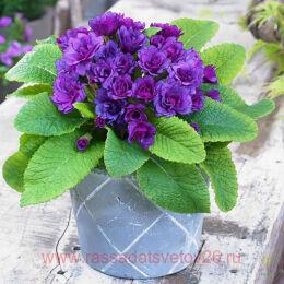 ������� �������� Purple Storm 66