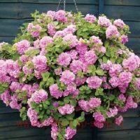  Sweetsunshine double Pink 117