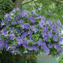 ������� Fanfare Sky Blue 91