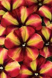  Crazytunia RAZZMATAZZ