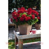 ���������� ���������� Big EEZE Red 179