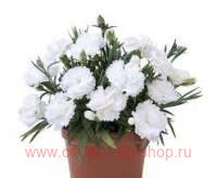  SuperTrouper Witta 64