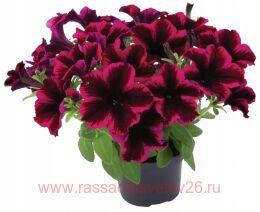  GO!Tunia Cosmic Purple 100