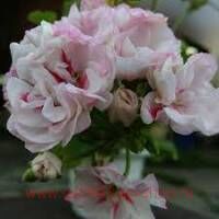 ���������� ��-������ 246