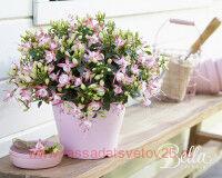  BELLA FUCHSIA&#174; SOPHIA 37