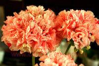 ���������� �������� Orange Glitter 234