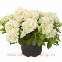  SweetSunshine&#174; Pearl 151