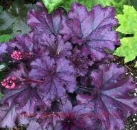  Forever&#174; Purple 10