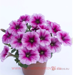  OVATION PINK VEIN 56