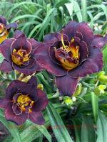  Hemerocallis Voodoo Dancer 7