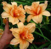  Hemerocallis Double Dream 4
