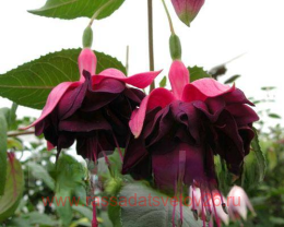  Huet&#180;s Labradoriet