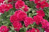   Empress Sun Cherry 25