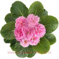  Petticoat Zartrosa 28