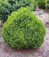 ��� ��������� �������� ����� (alberta globe) 22