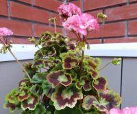 ���������� ���������� Elnarid 's Hilda 0