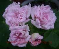 ���������� ���������� Rococo 7