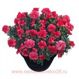  Adorable Cerise Mel 4