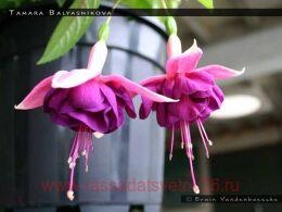  Tamara Balyasnikova 148