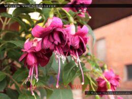  Willem Van Groesbeek 93