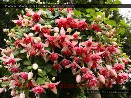  Yvan van Cortenbach 35