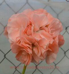 ���������� �������� ��-�������� 233