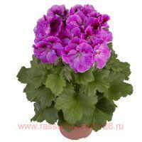   Elegance Nicolette 37