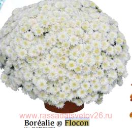���������� Borealie Flocon 23