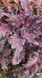  Beaujolais Neavau 90