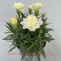  SuperTrouper Limone 65