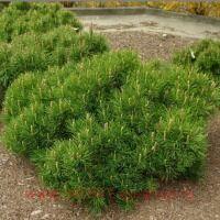 ����� ������ Pinus mugo pumilio 20