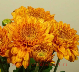 ���������� Littelton Bronze 91