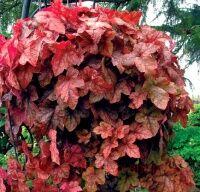   &quot;Redstone Falls&quot; 16