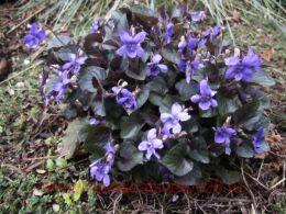 ������ ������������ (Viola labradorica)