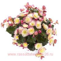   BK COLLECTION GLORY BICOLOUR 52