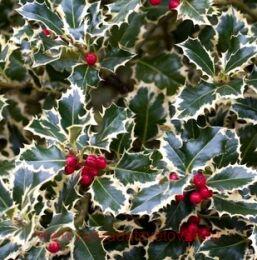   Argentea Marginata 2